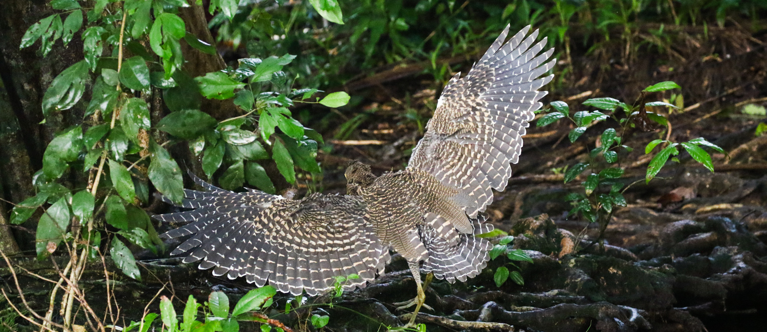 Bare Throated Tiger Heron, Tortuguero