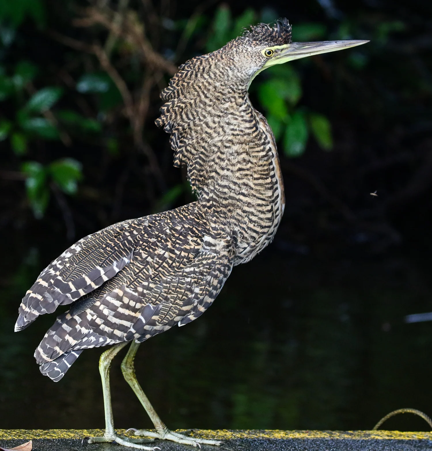 Bare-throated Tiger Heron, Tortuguero