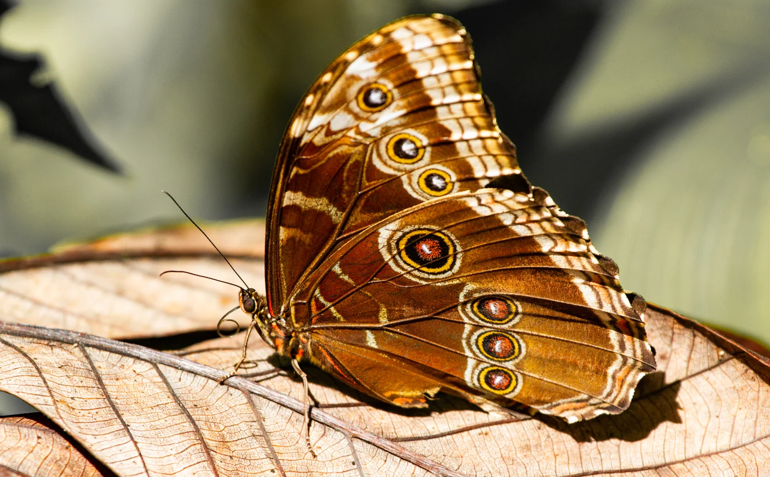 Blue Morpho, Rancho Naturalista