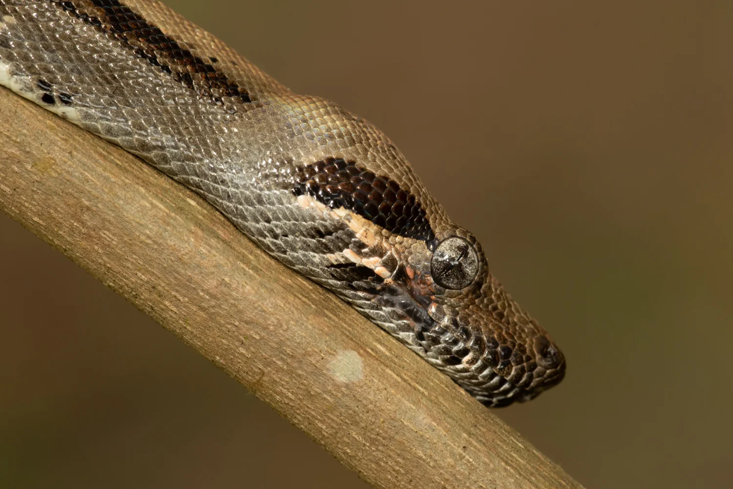Boa Constrictor, Tortuguero
