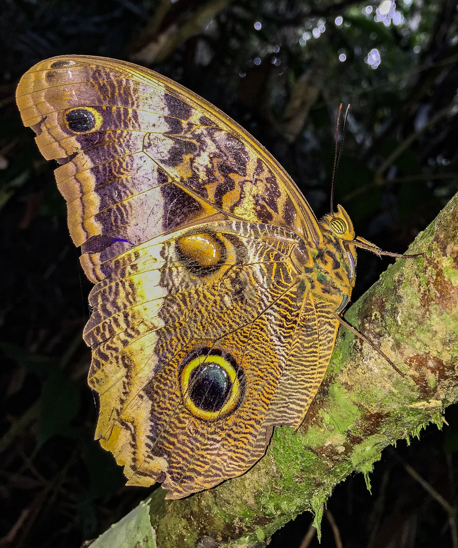 Blue Morpho, Corcovado