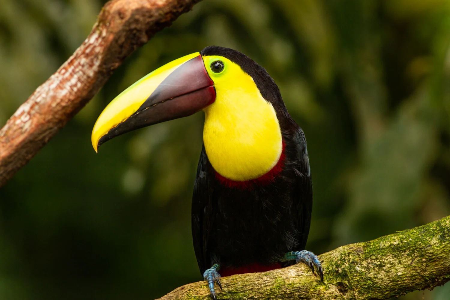 Black-mandibled Toucan, La Selva