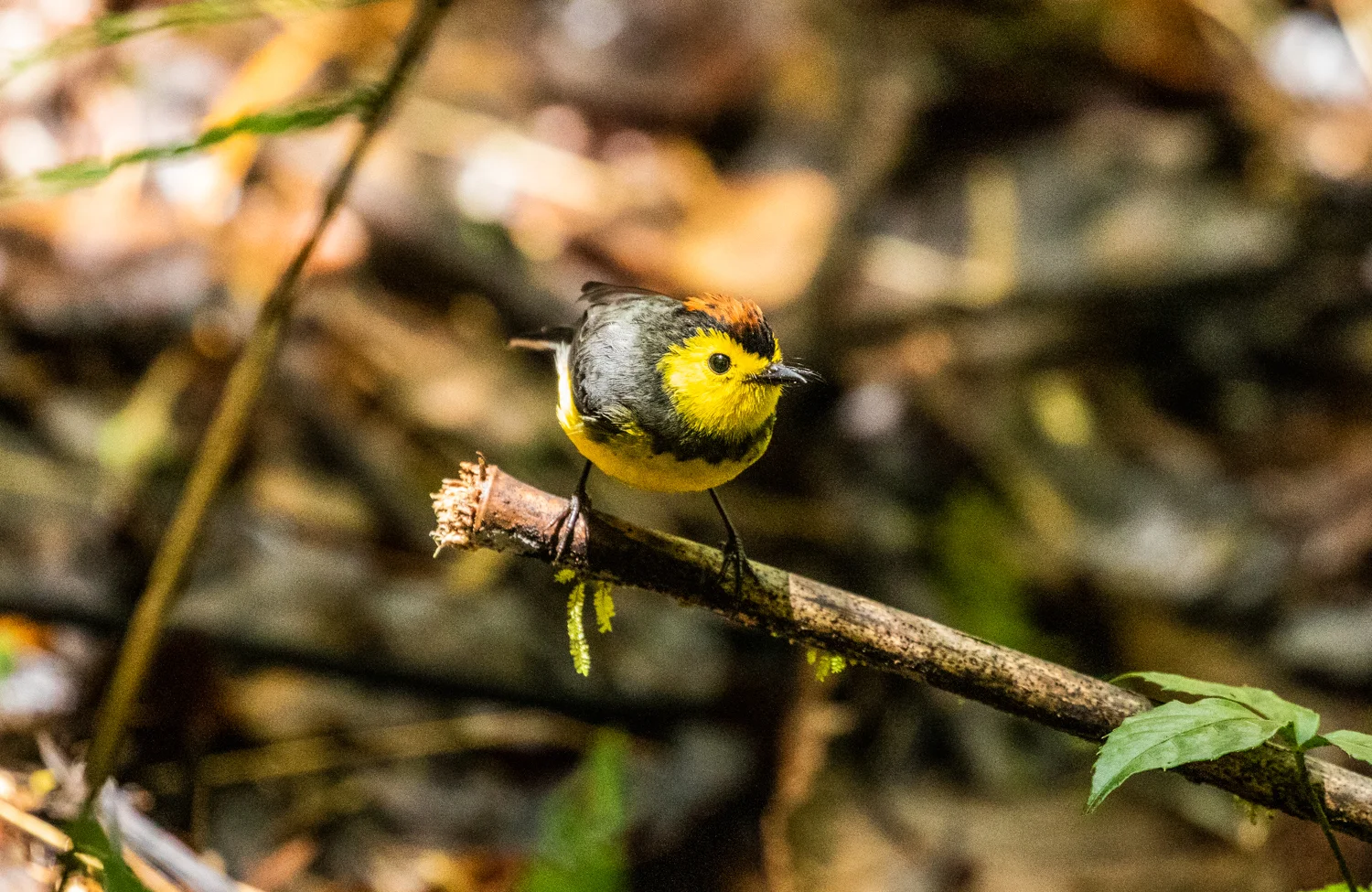 Collared Redstart, San Gerardo De Dota