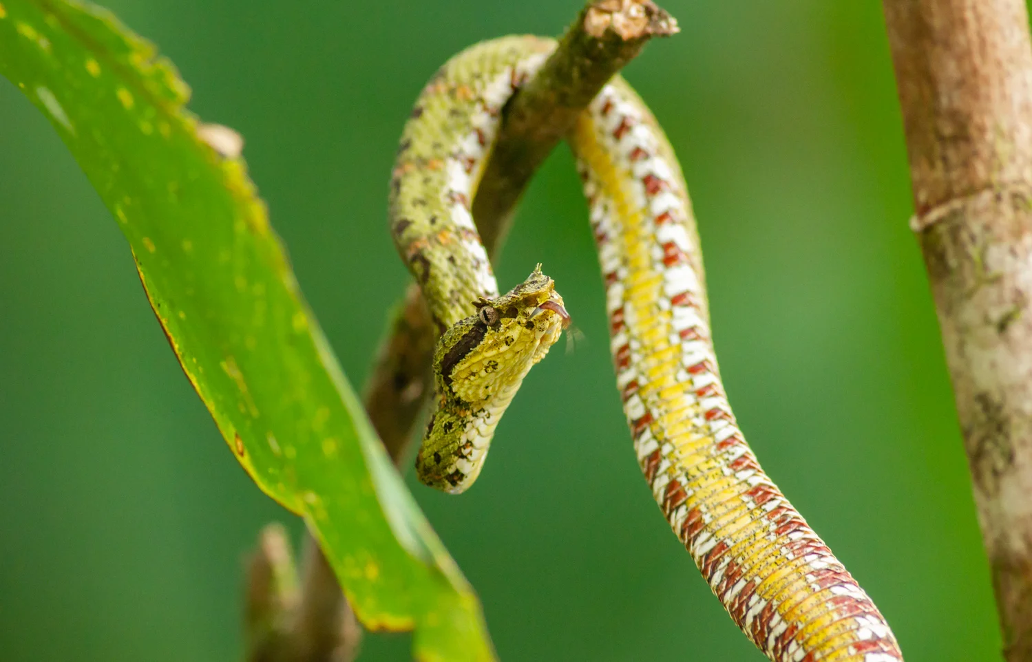 Eyelash Pit Viper, La Gamba