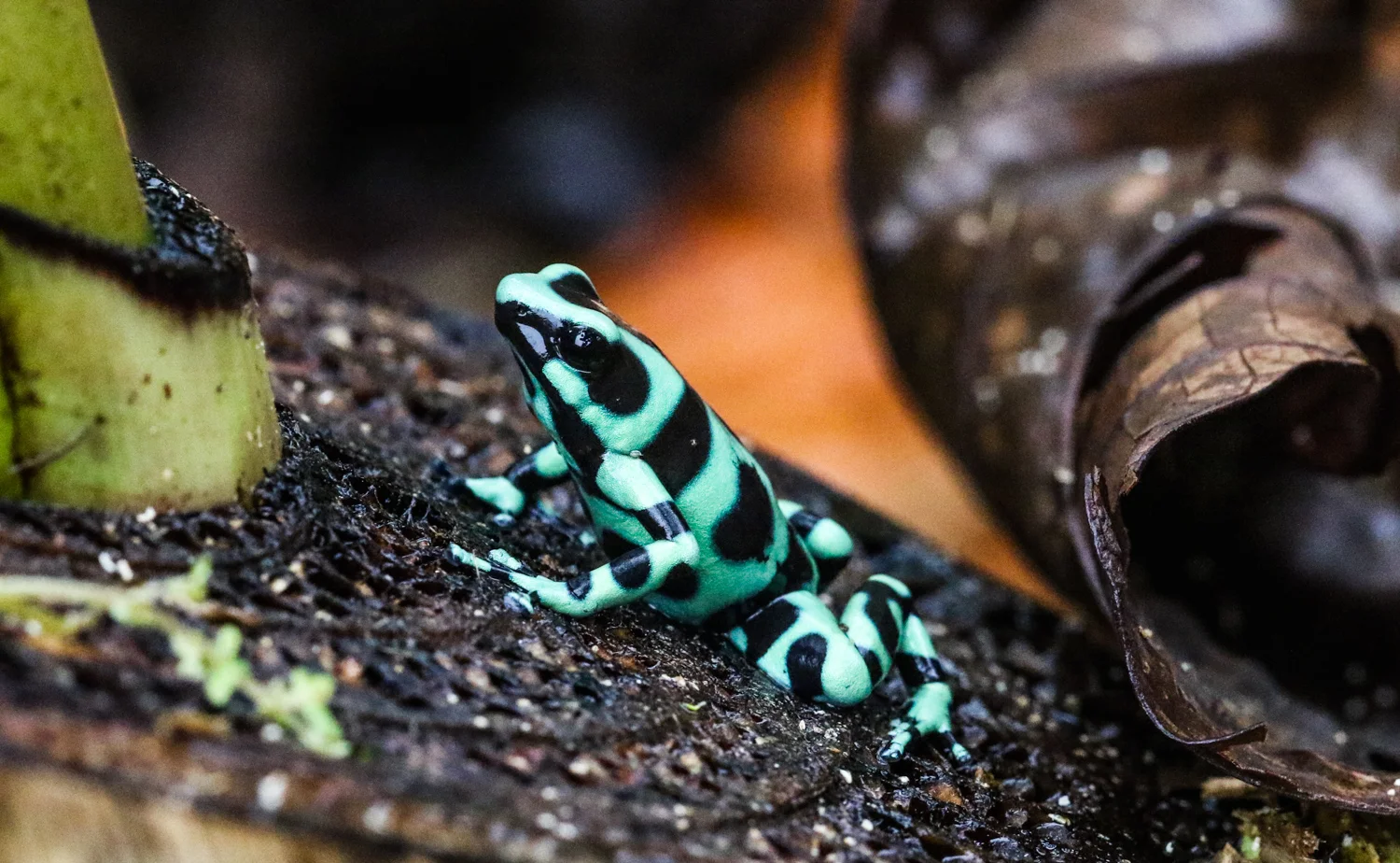 Green and Black Poison Dart Frog, Sarapiqui