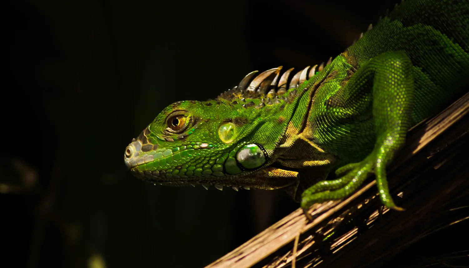 Green Iguana, Tortuguero