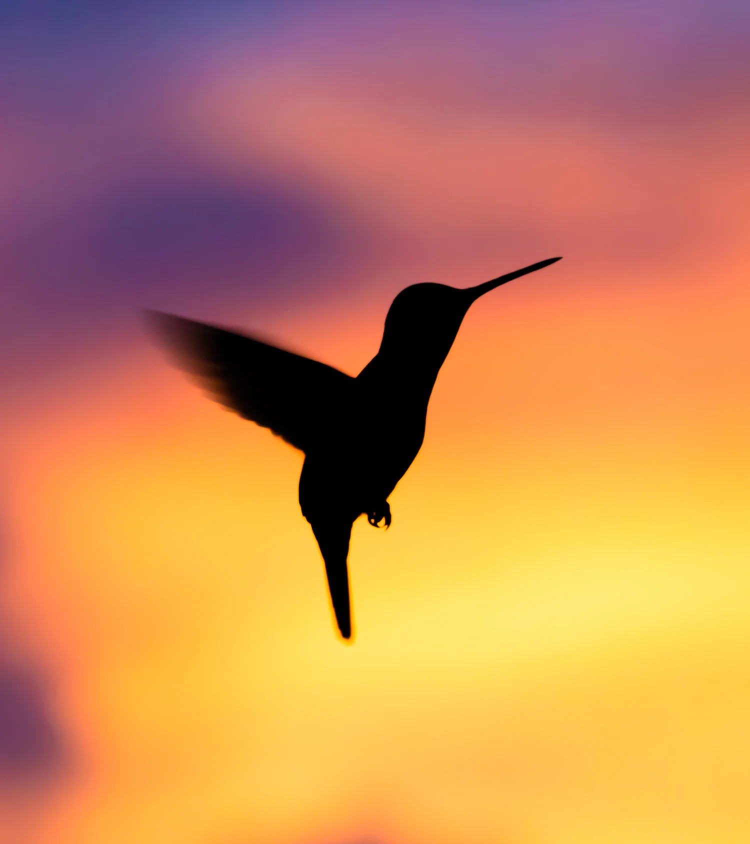 Hummingbird Silhouette, Poas Volcano