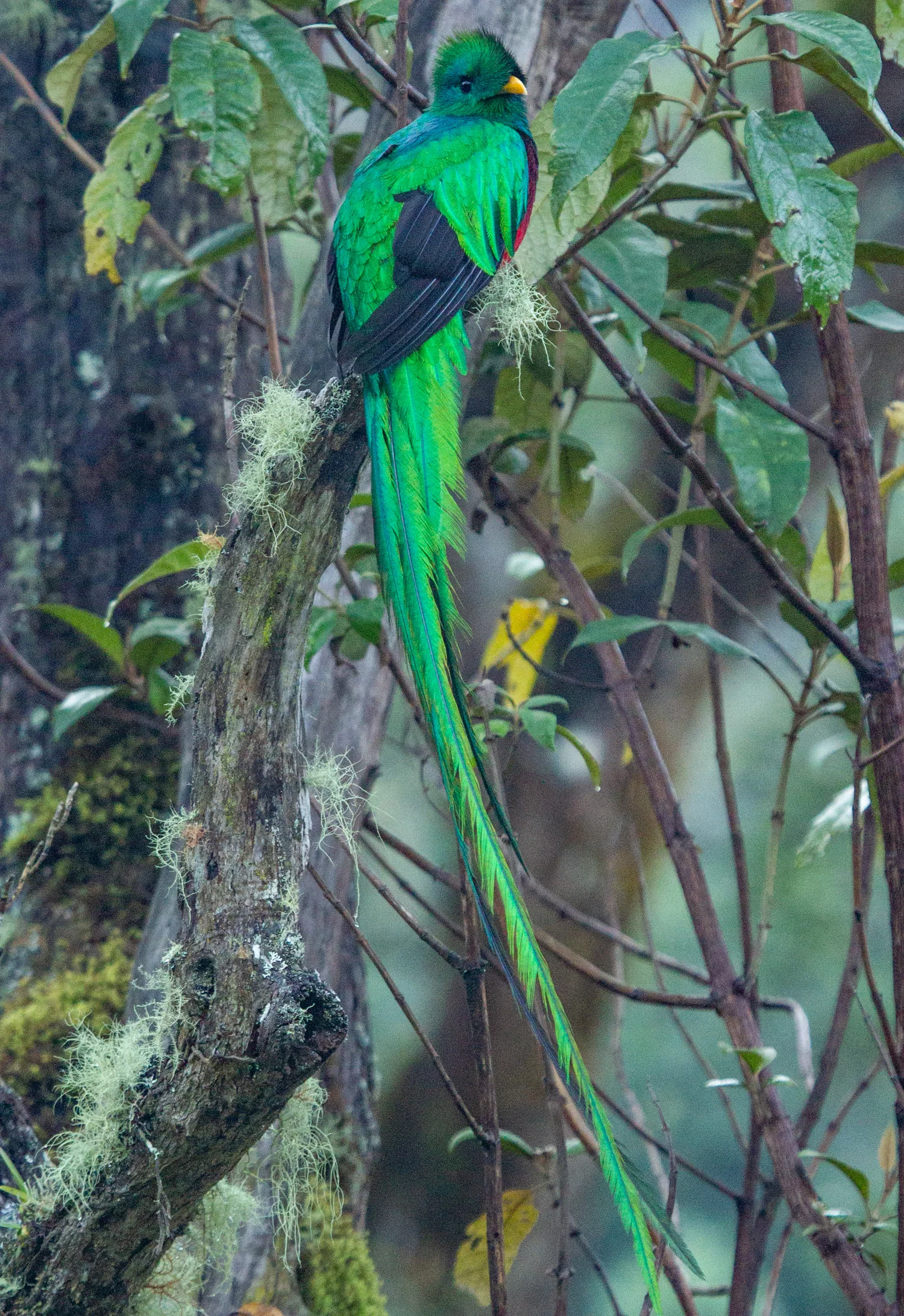 Resplendent Quetzal, San Gerardo De Dota