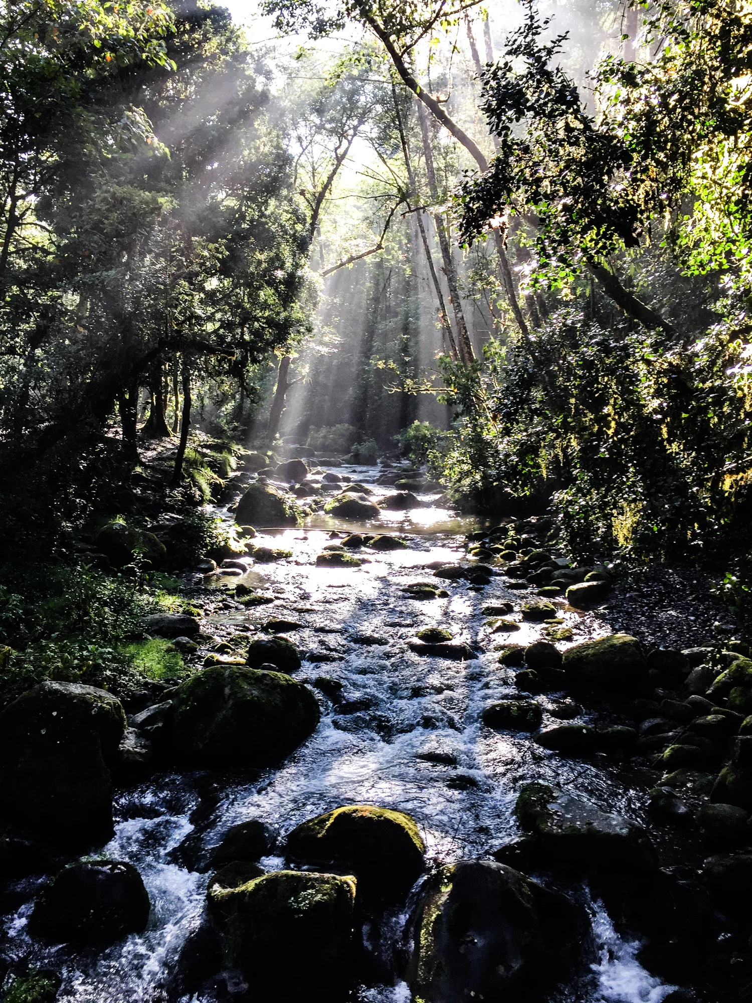 Rio Savegre, San Gerardo De Dota