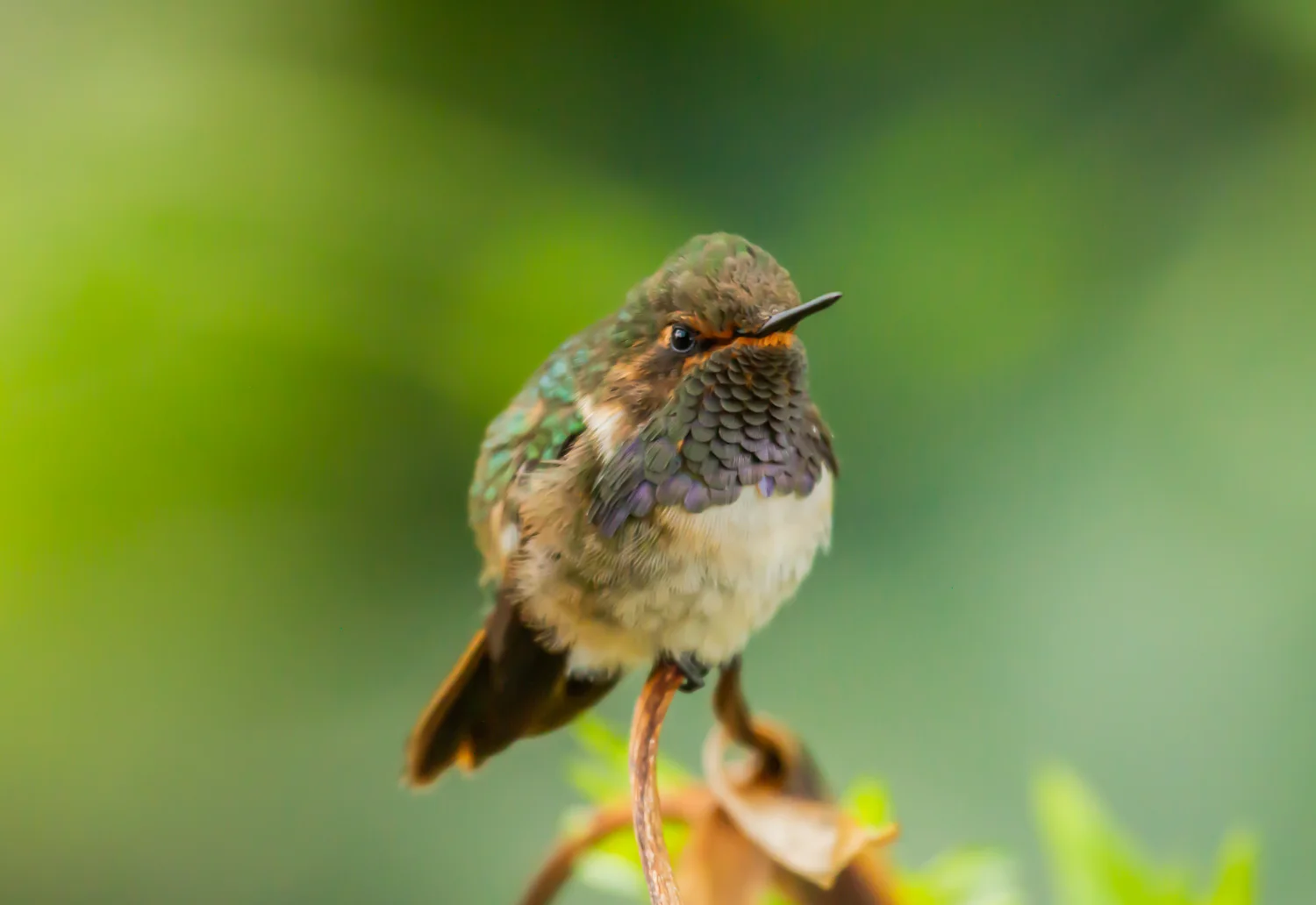 Volcano Hummingbird, Poas Volcano