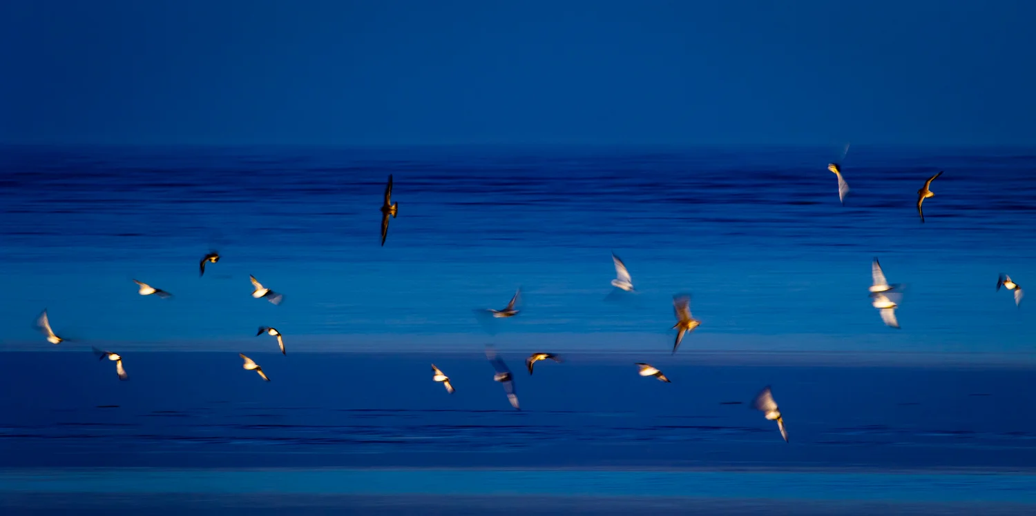 Slow shutter wader shot, Snettisham