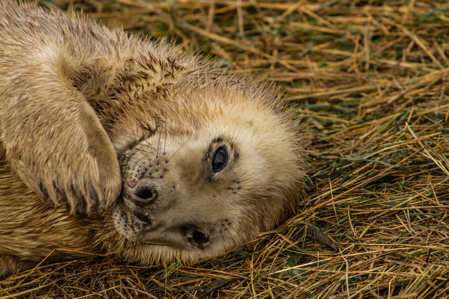 Grey Seal posing, Donna Nook