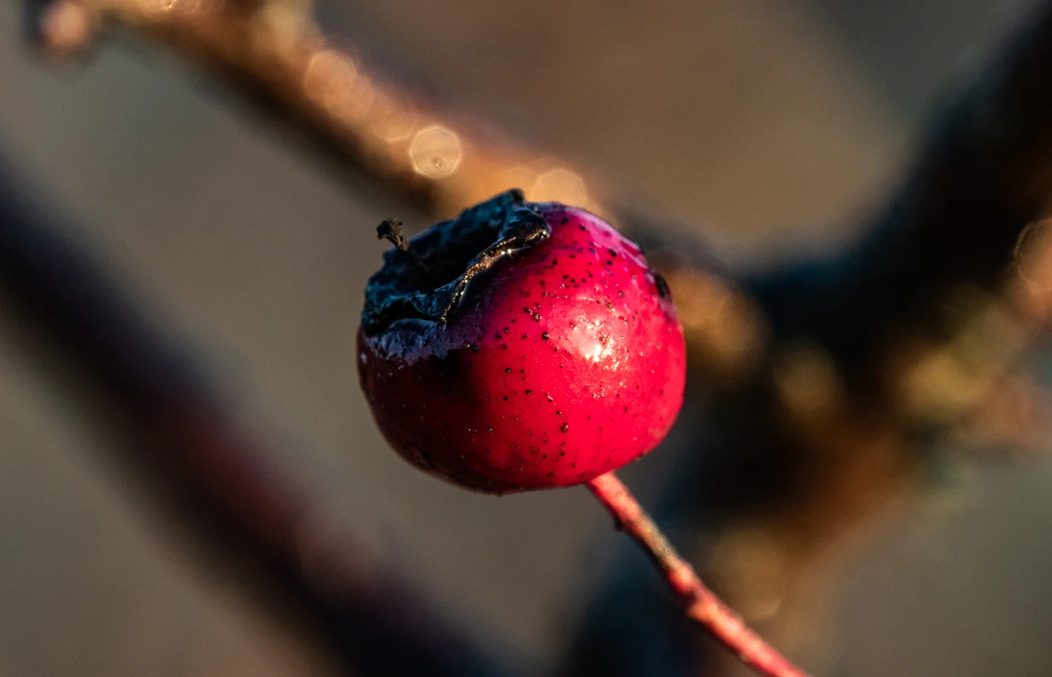 Hawthorne berry Macro, Cheshire