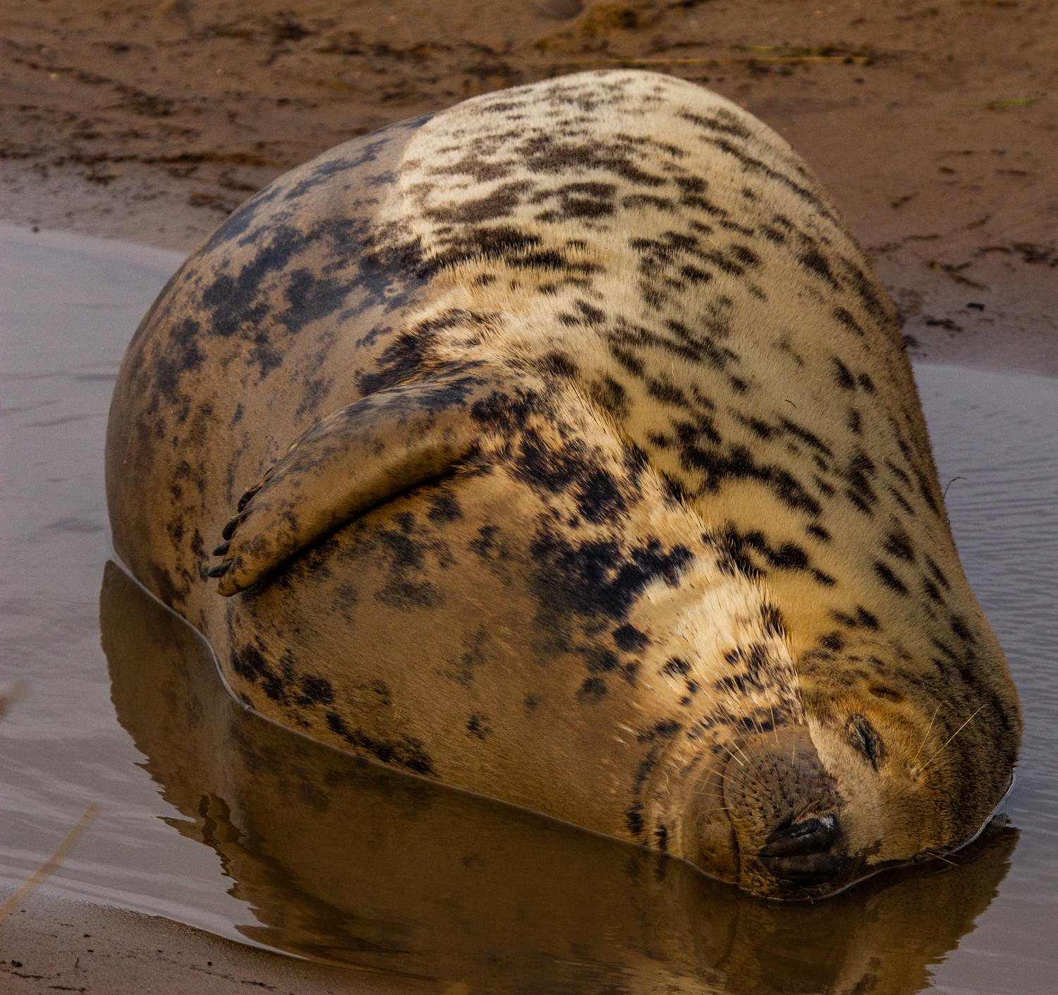 Pregnant Grey Seal, Donna Nook