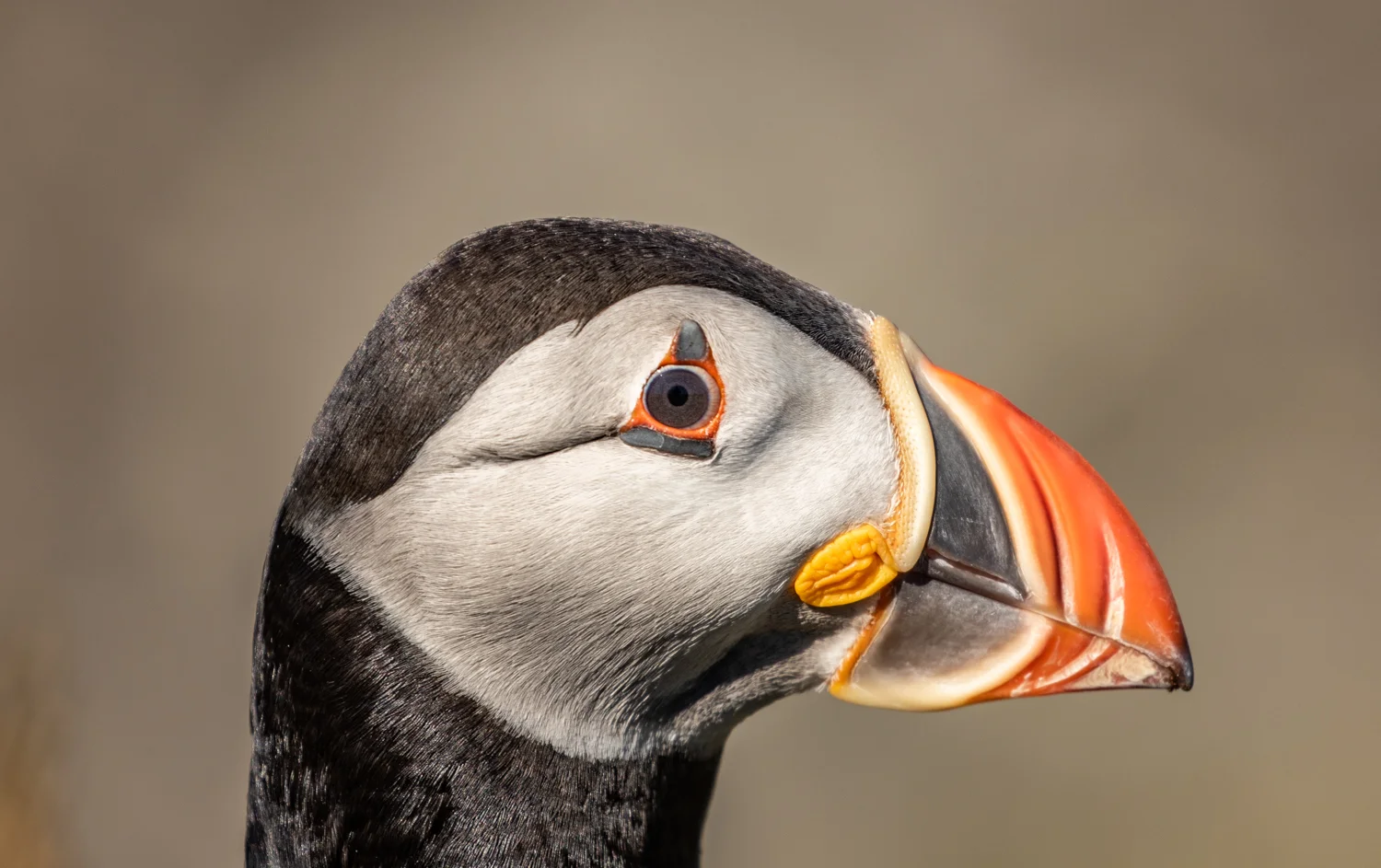 Atlantic Puffin, Staffa, Isle of Mull