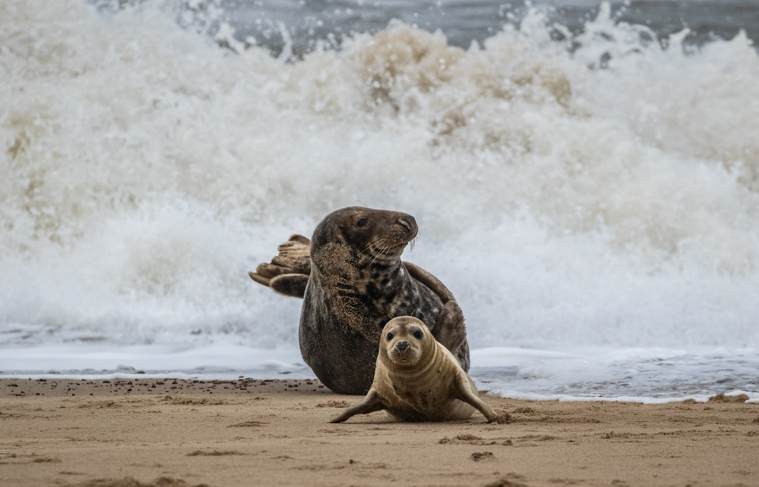 Grey Seals, Horsey Gap
