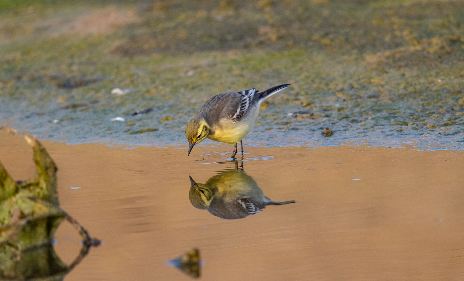 Citrine Wagtail