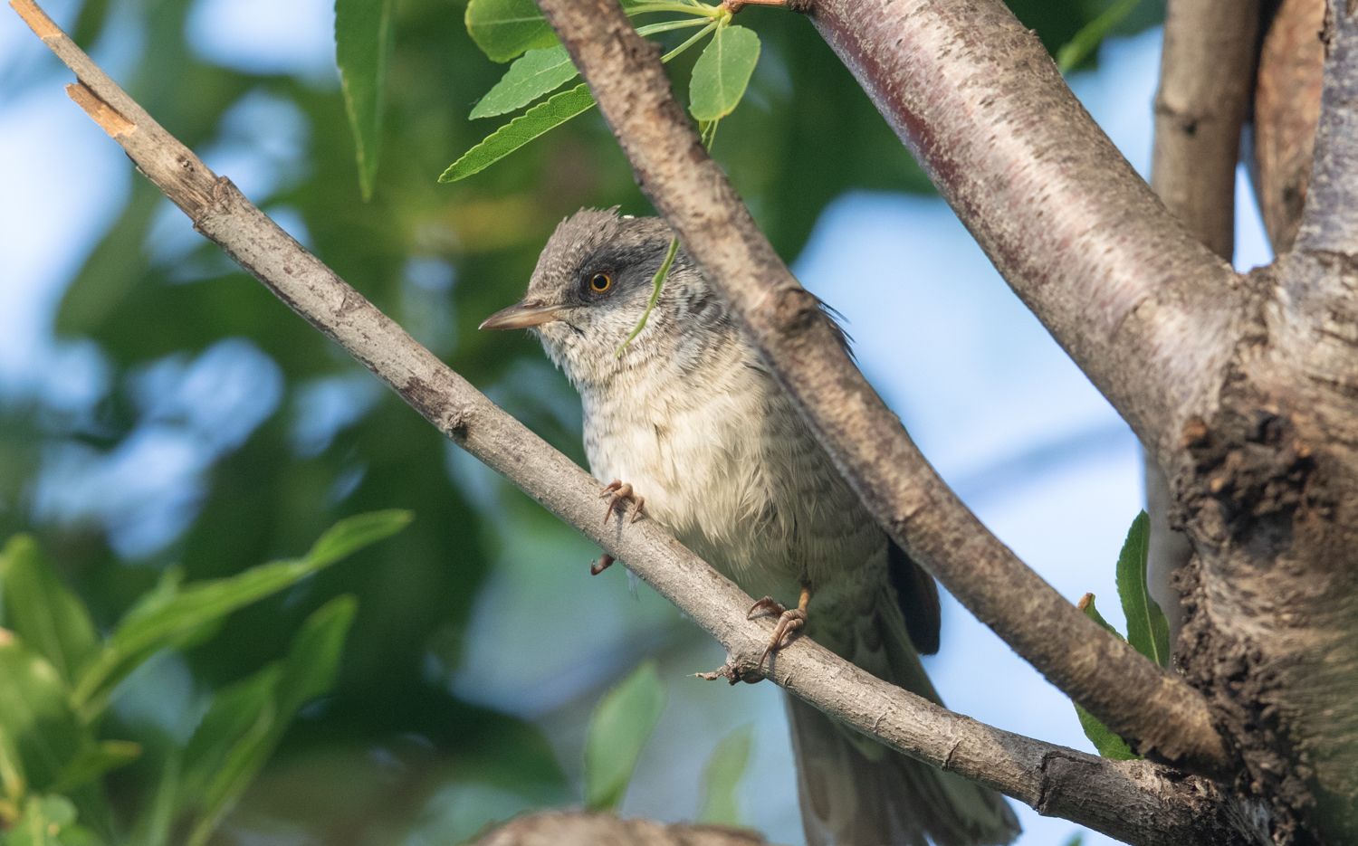 Barred Warbler