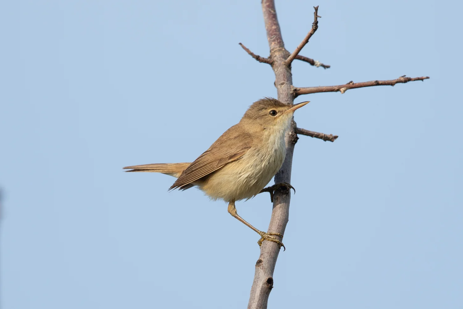 Olivaceous Warbler