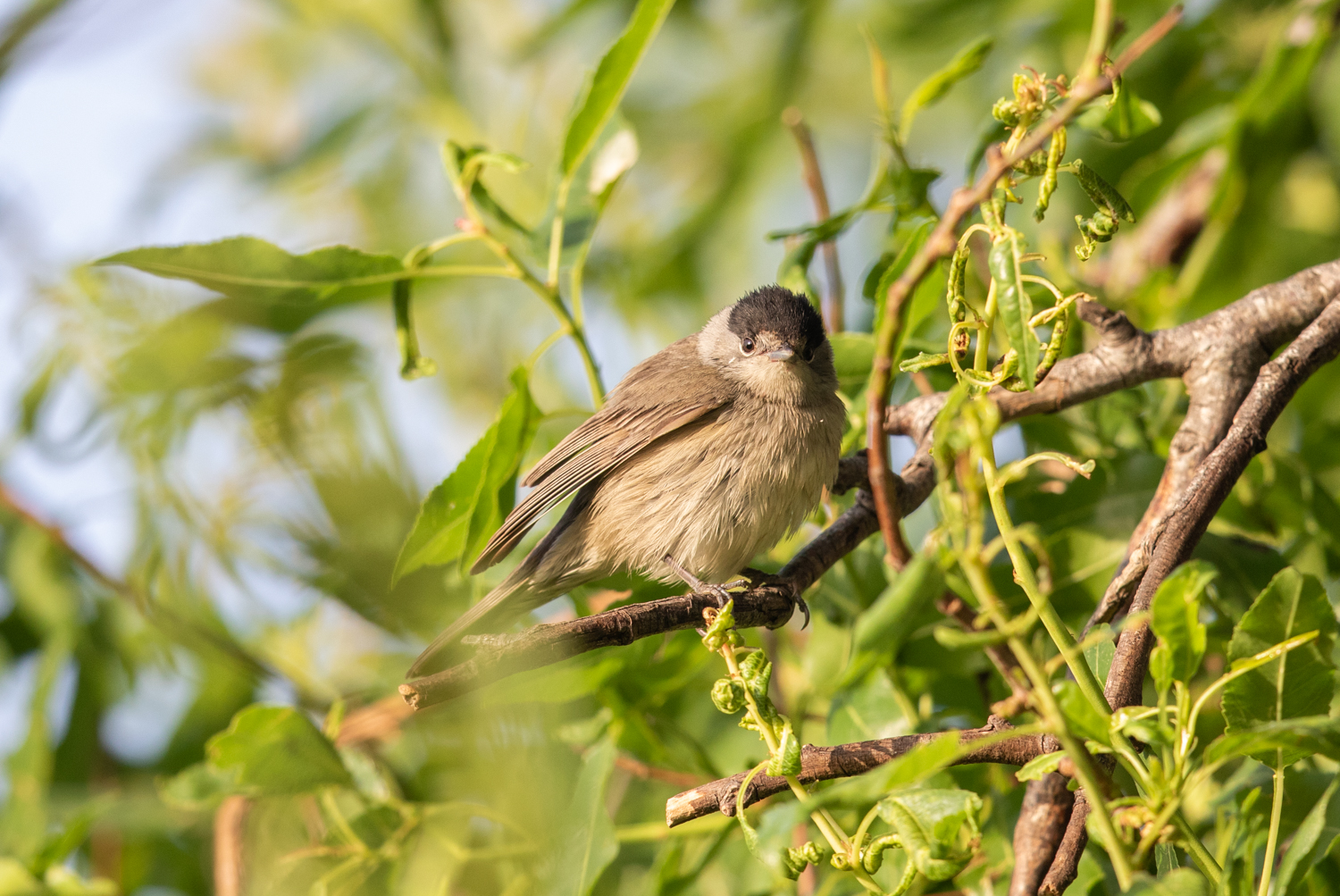 Blackcap
