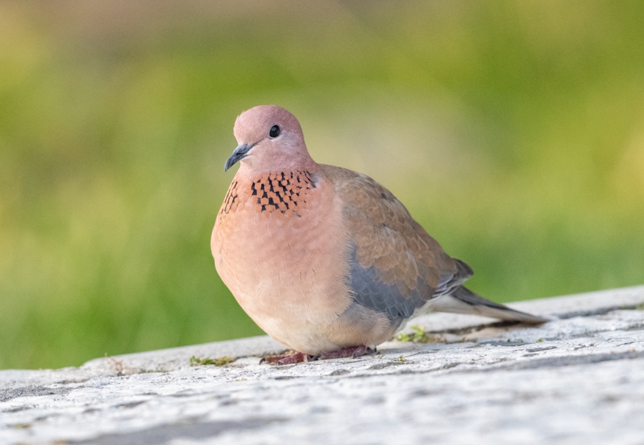 Laughing dove in the car park of the ruins