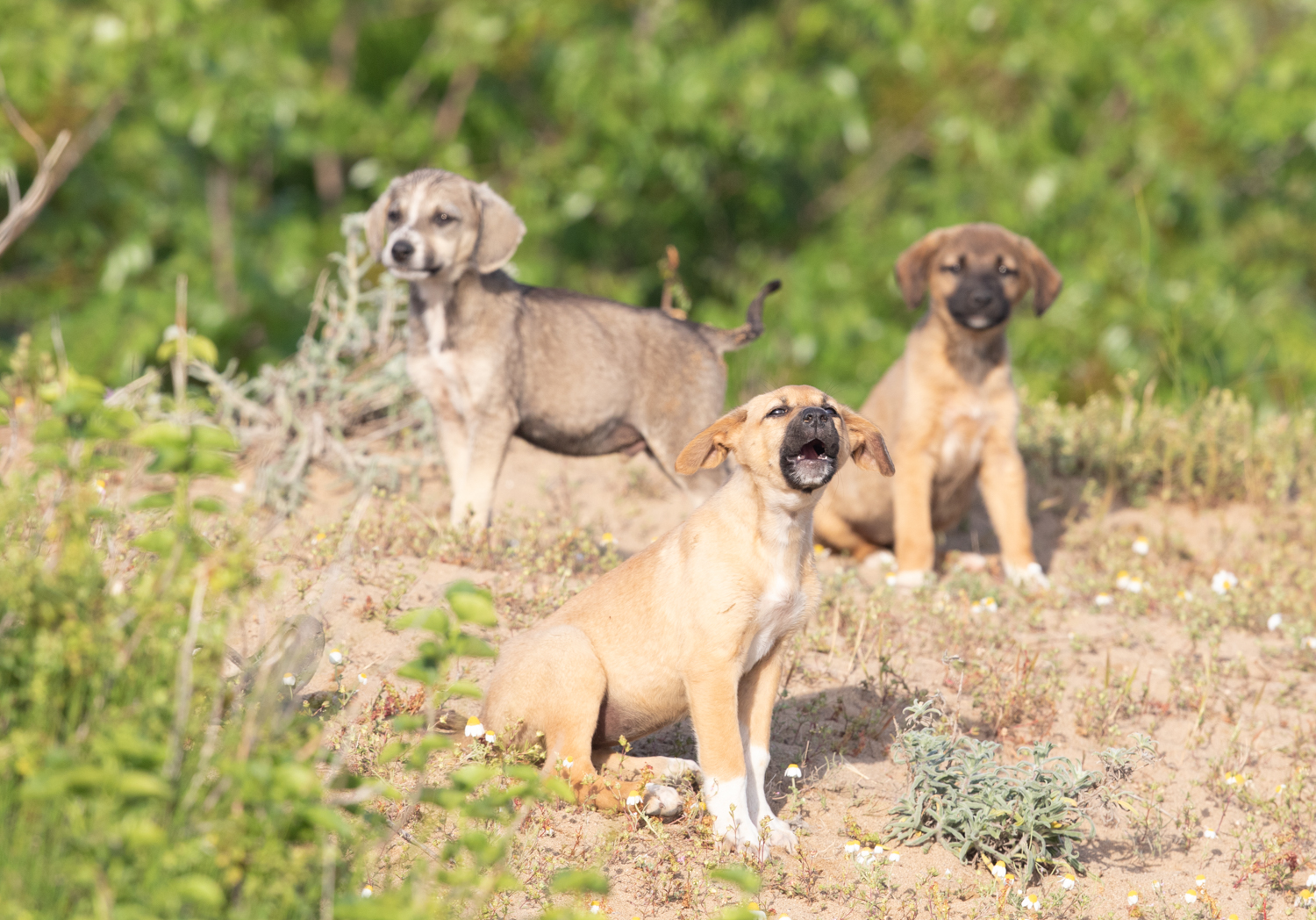 Stray puppies that wanted to kill me