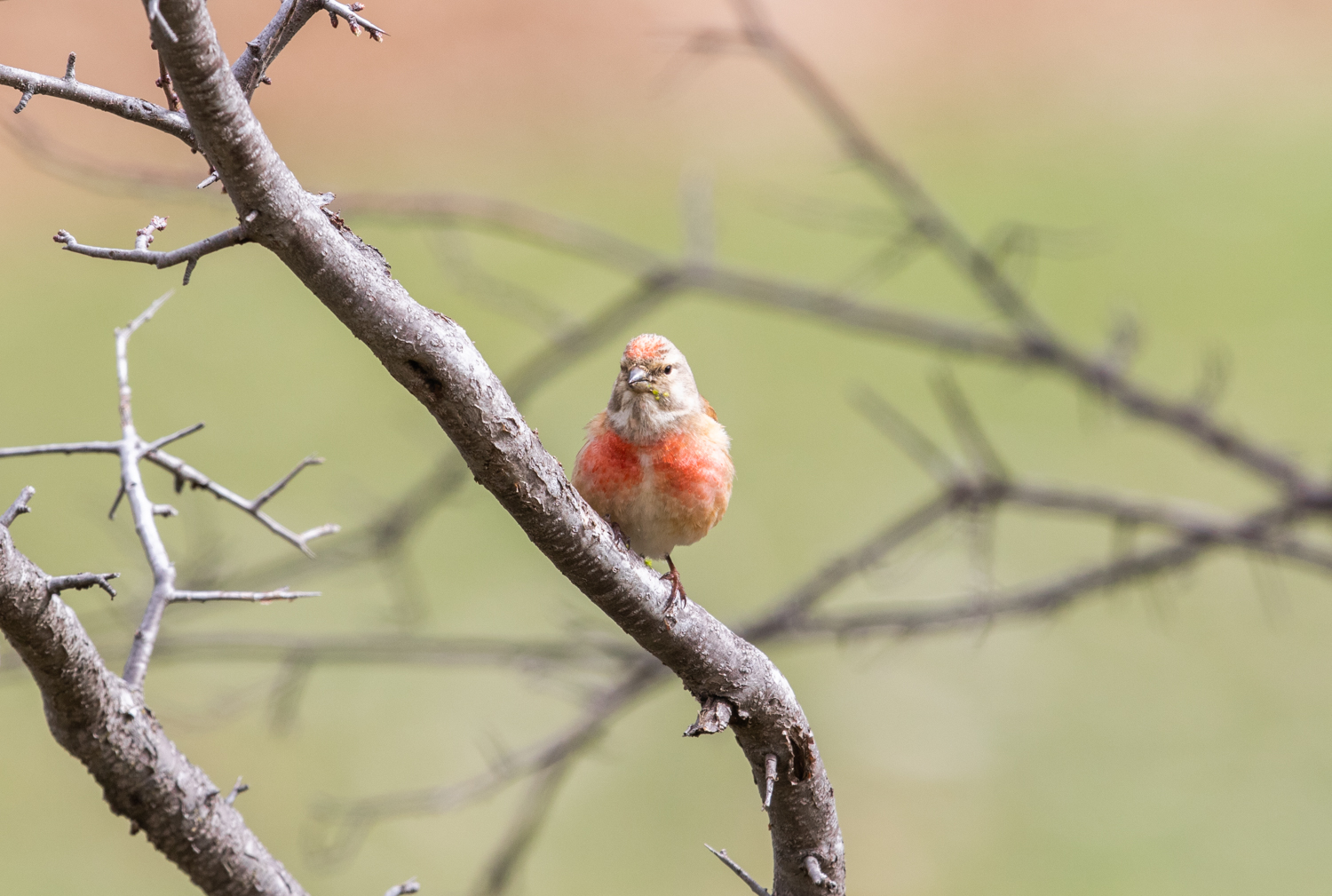 Linnet