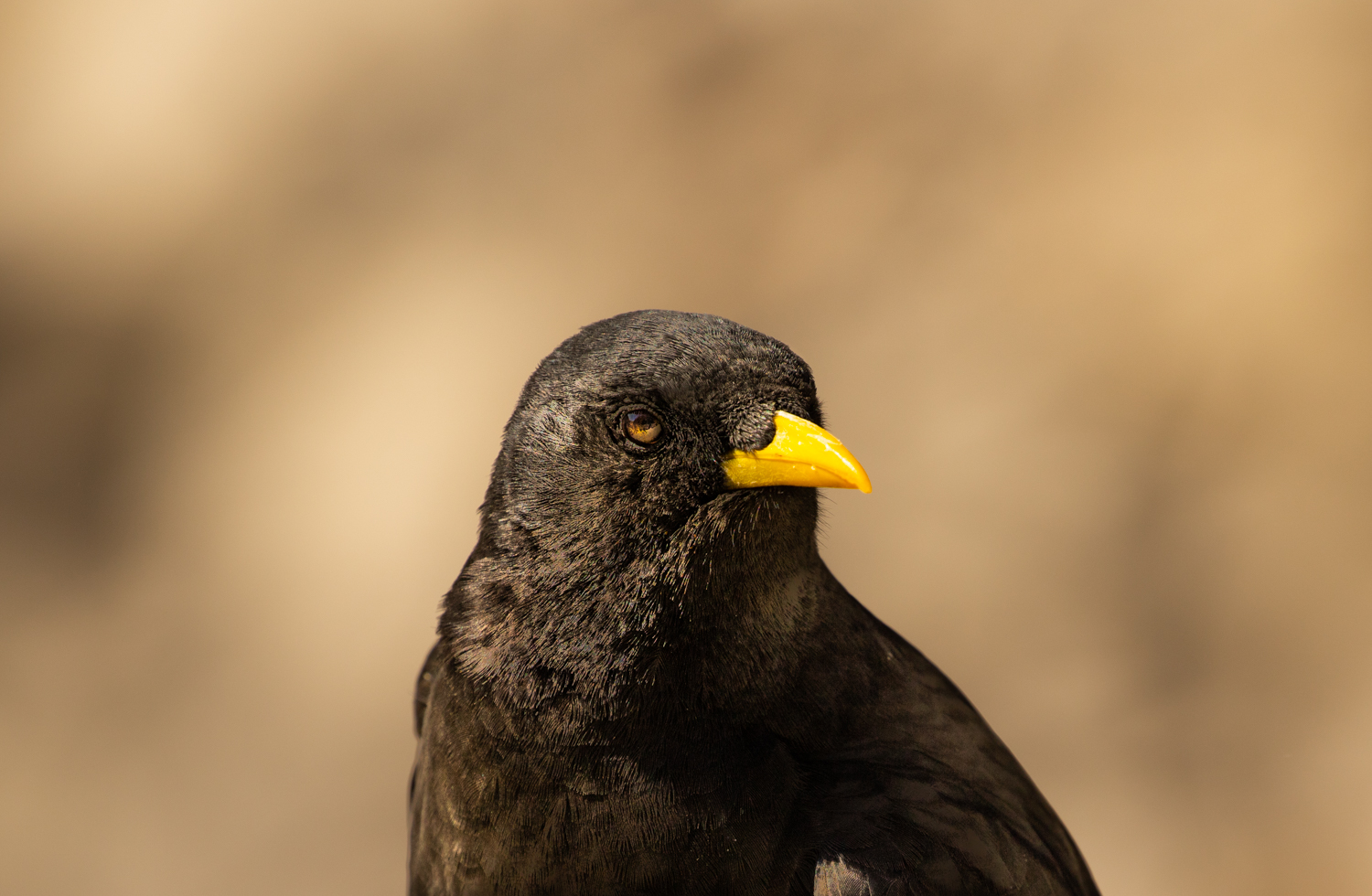 Alpine Chough, Picos De Europa, Spain