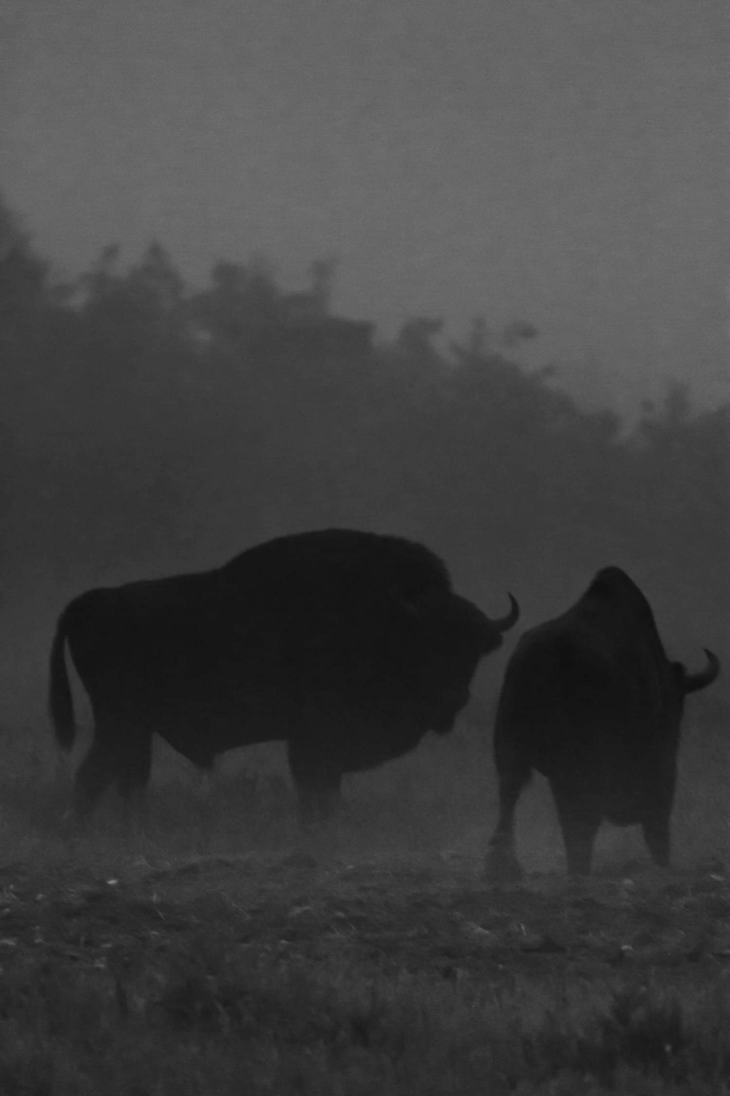 european_bison_poland.jpg