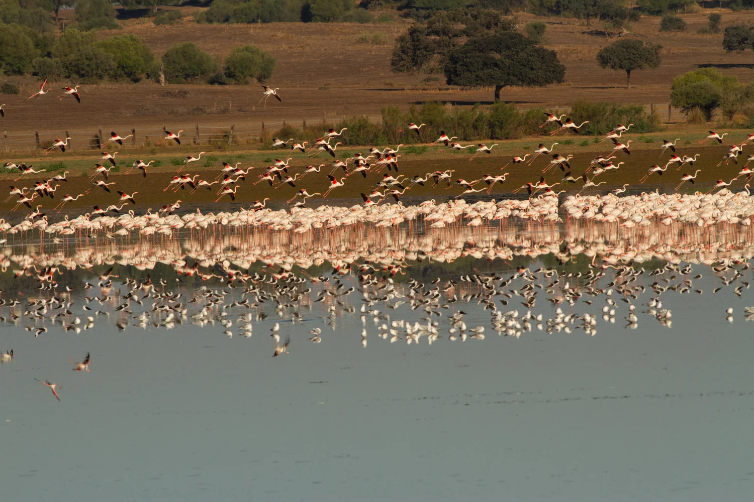 Greater Flamingo, Doñana, Spain