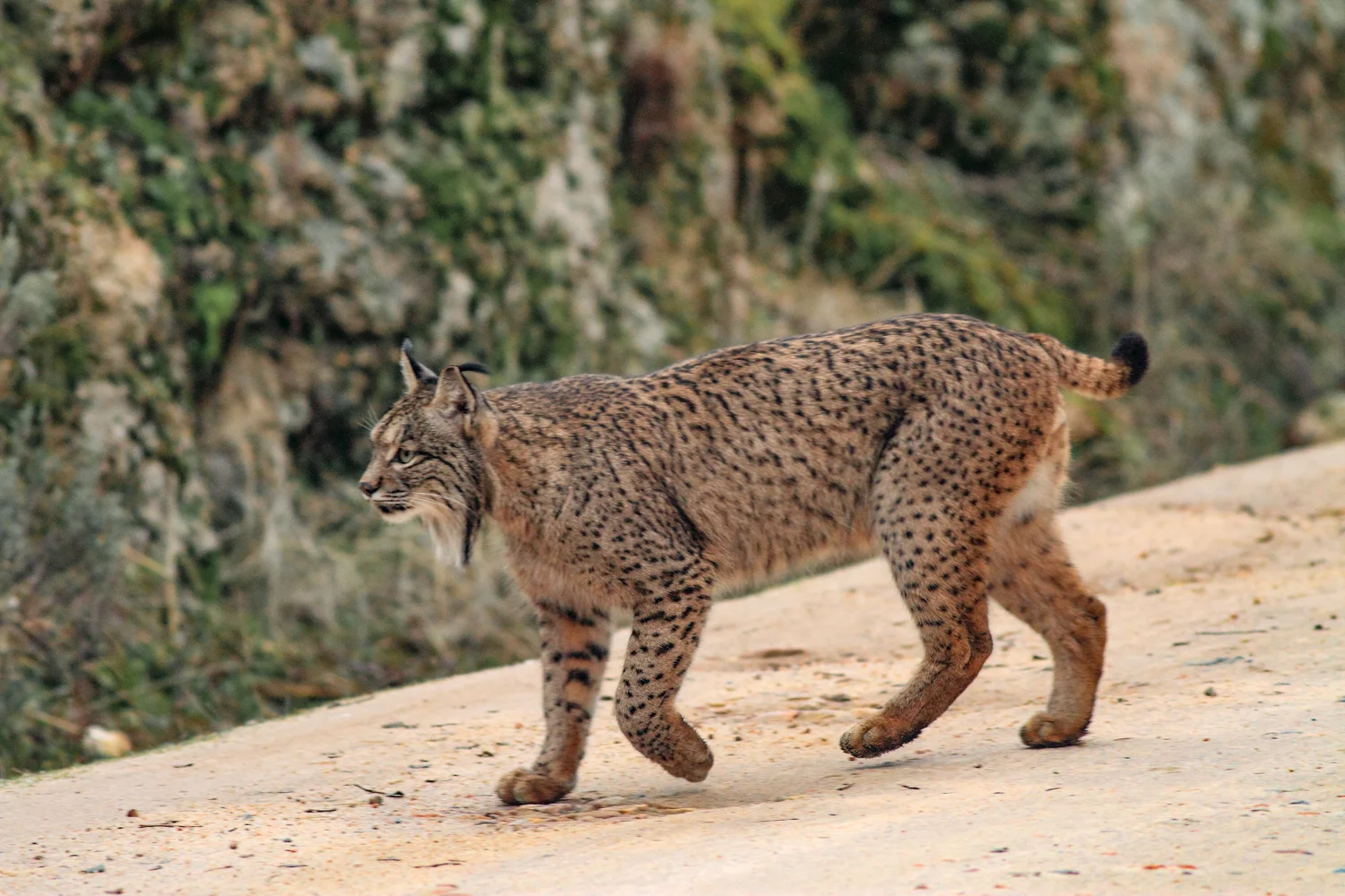 iberian_lynx_jay_knight.jpg