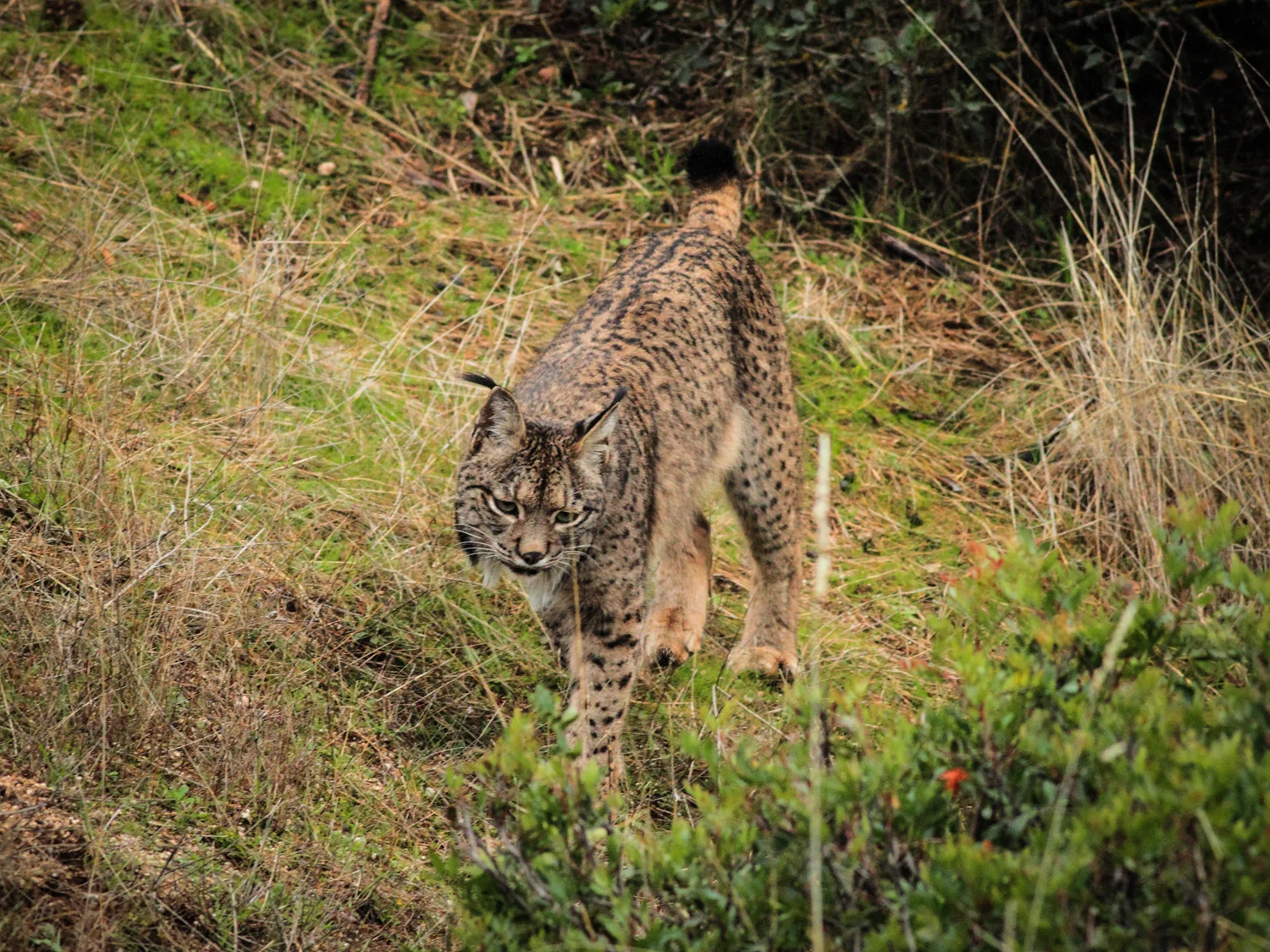 iberian_lynx_sierra_morena.jpg