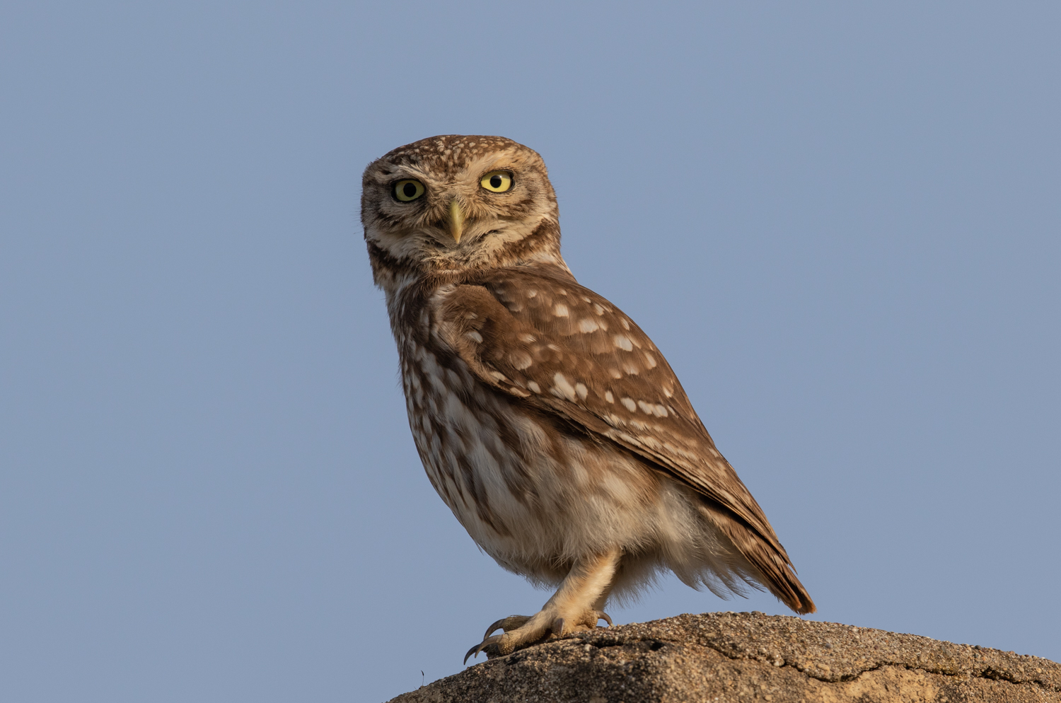 little_owl_manavgat_turkey.jpg