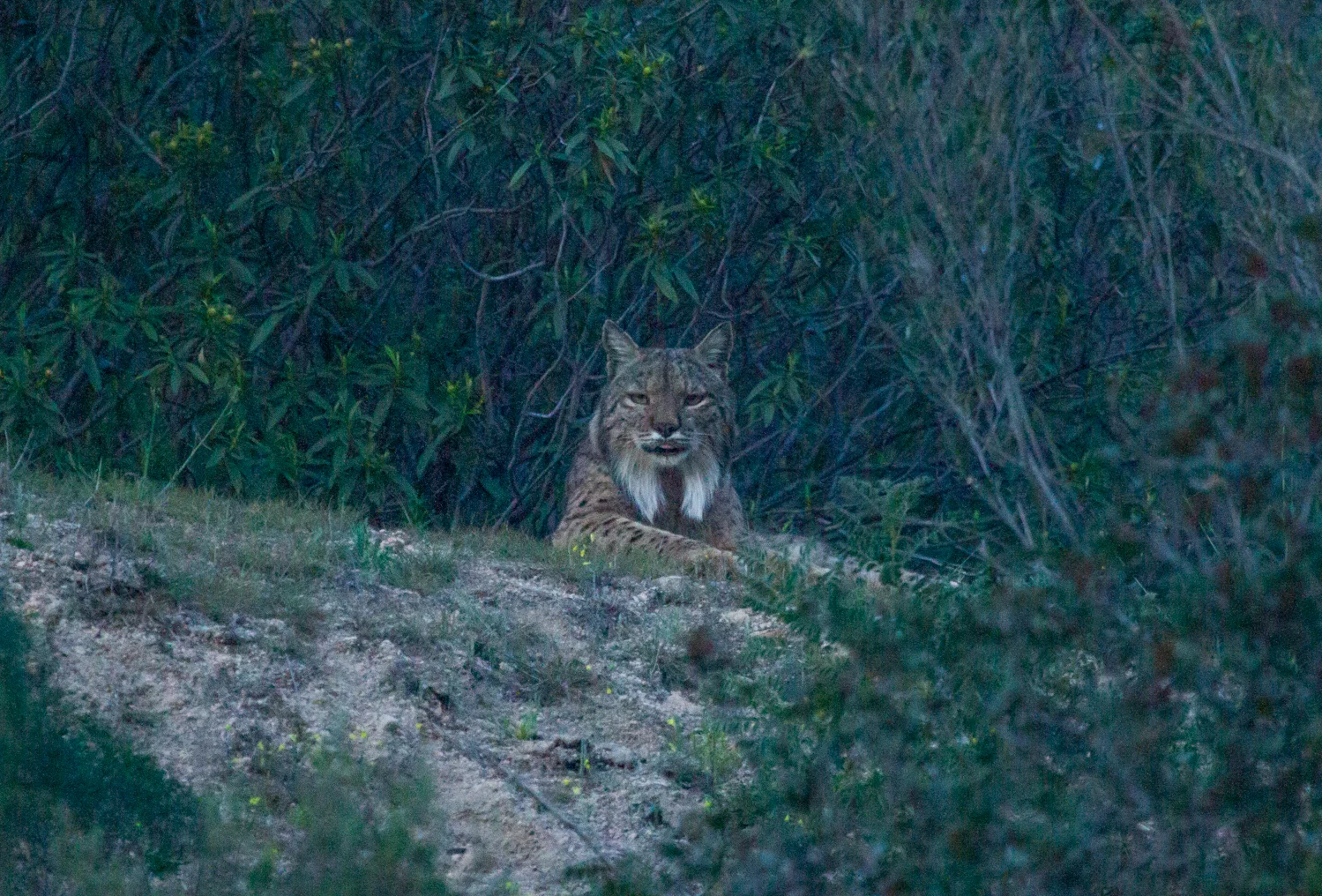 lince_iberico.jpg