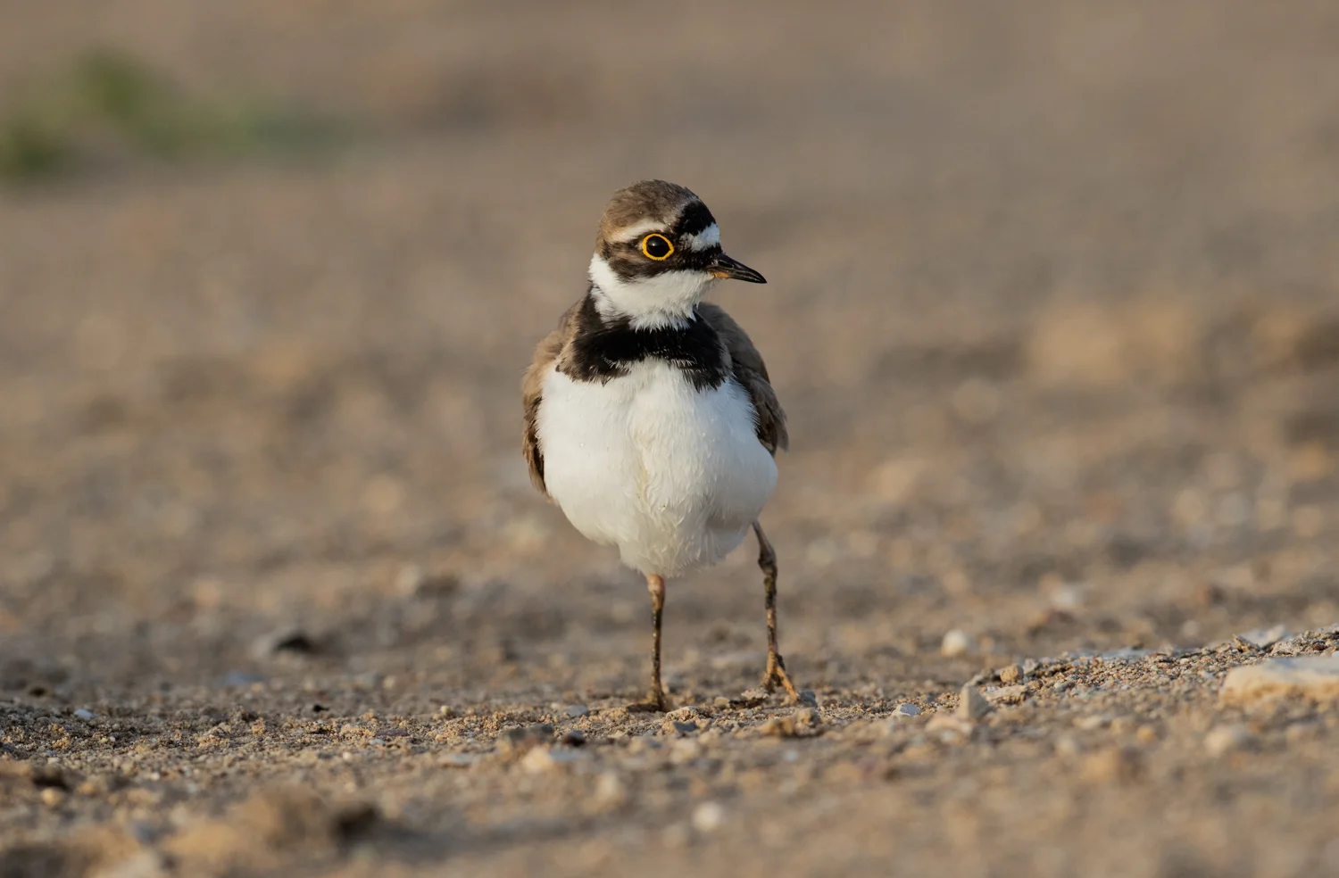 little_ringed_plover_manavgat.jpg