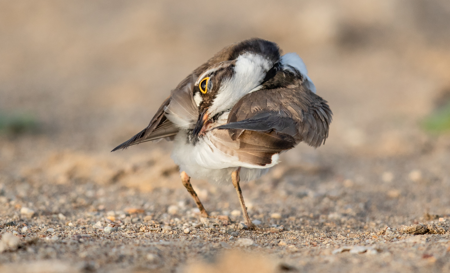 Little Ringed Plover, Manavgat, Turkey