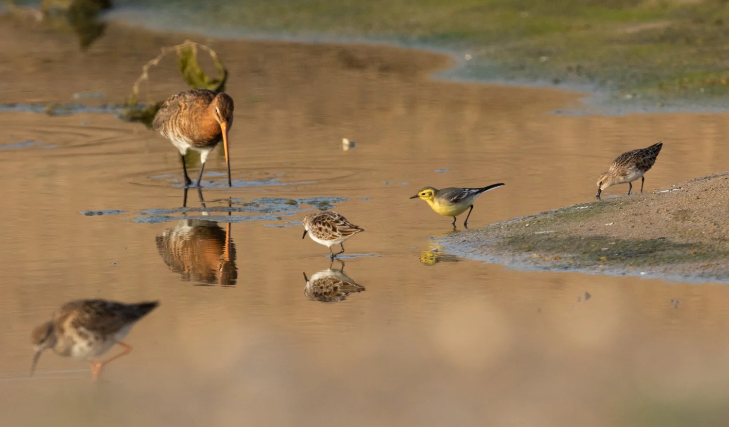 mixed_wader_flock_turkey.jpg