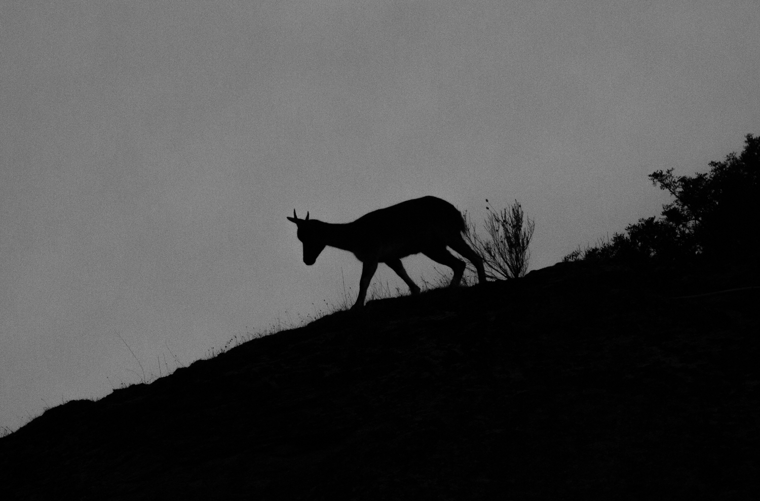 spanish_ibex_spain.jpg