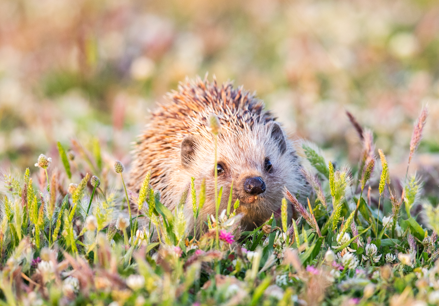 southern_white_breasted_hedgehog_turkey.jpg