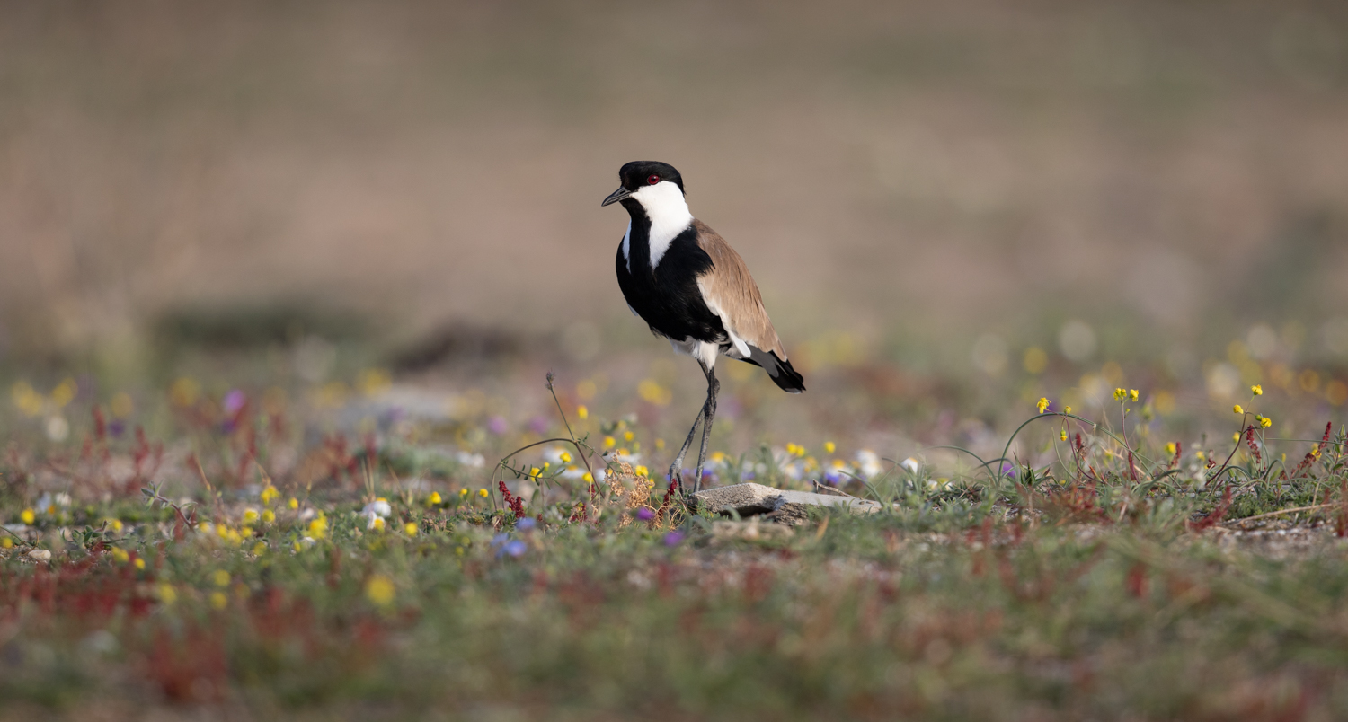 Spur-winged Lapwing, Turkey