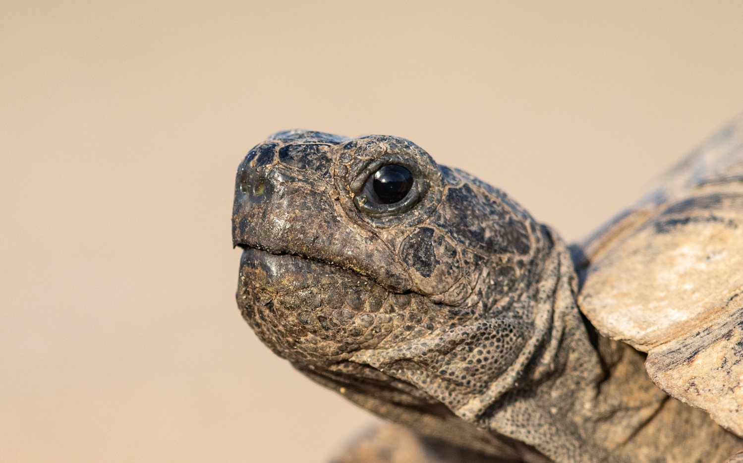 Tortoise, Manavgat, Turkey