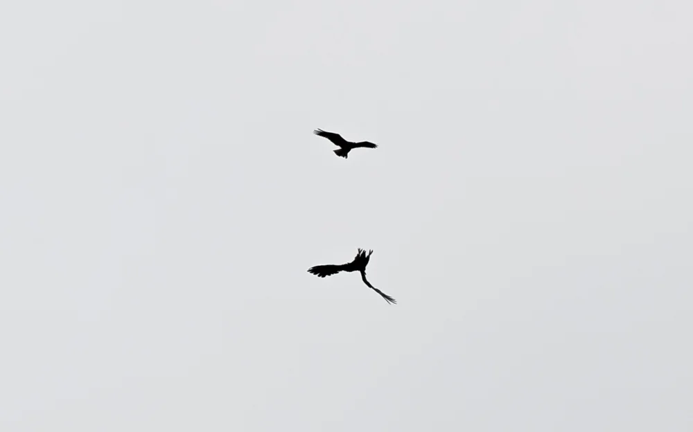 White-tailed Eagle V Osprey