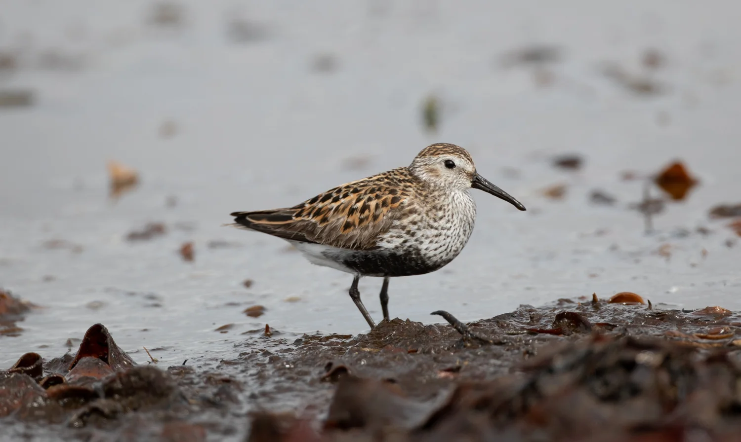 Breeding plumage Dunlin, South Uist