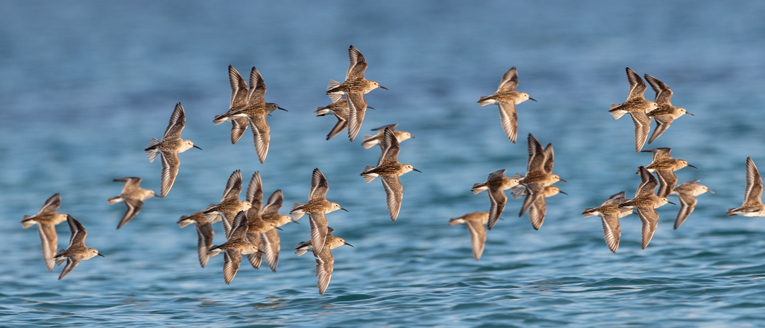 Dunlin, Balranald, Outer Hebrides