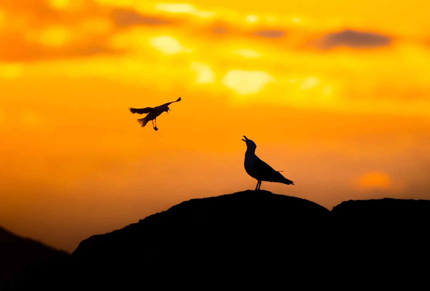 Gulls, Balranald, Outer Hebrides