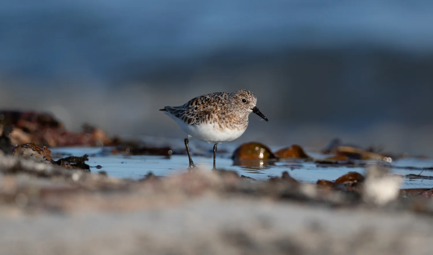 Sanderling, Balranald, Outer Hebrides