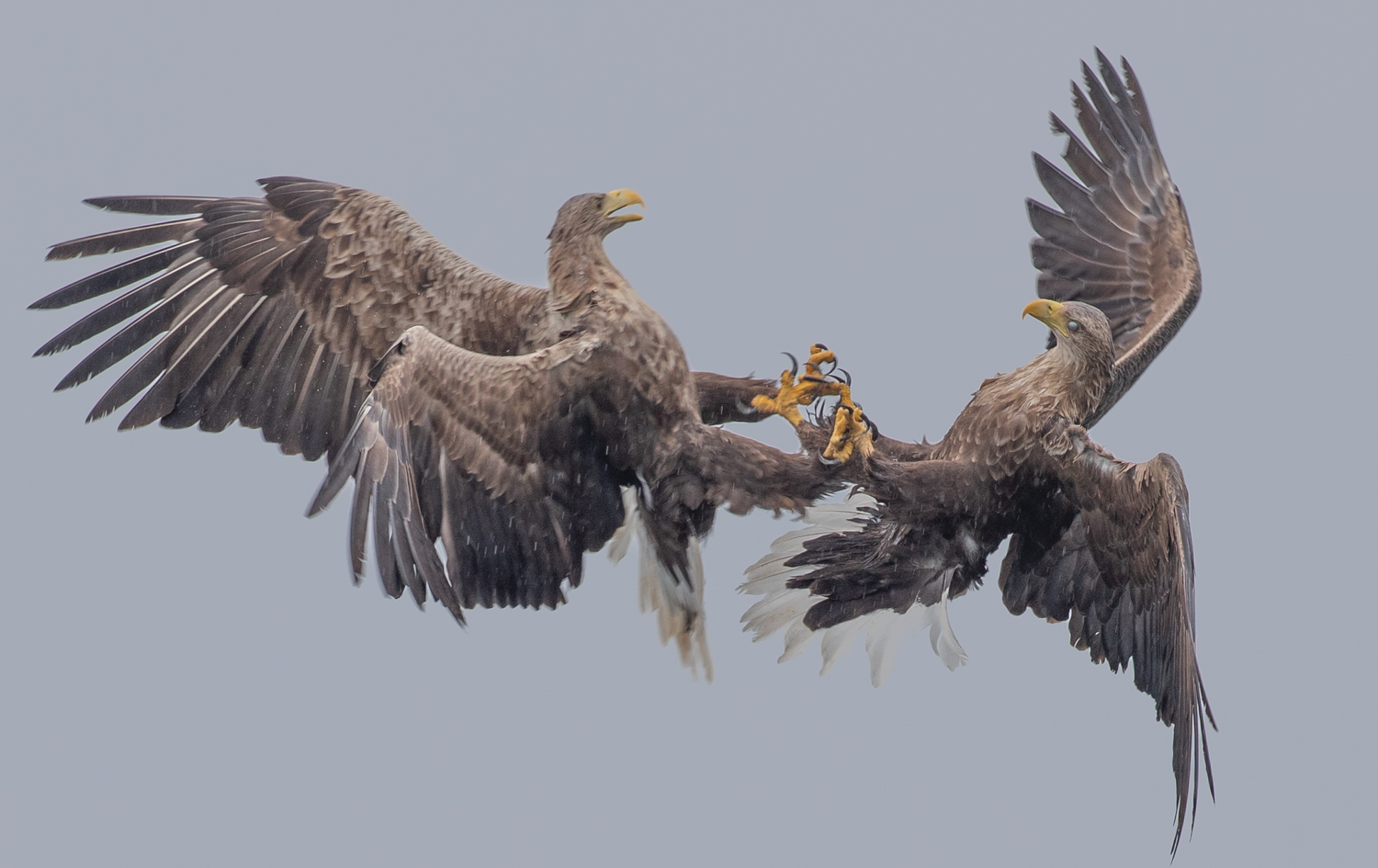 White-tailed Eagle talon lock, Mull