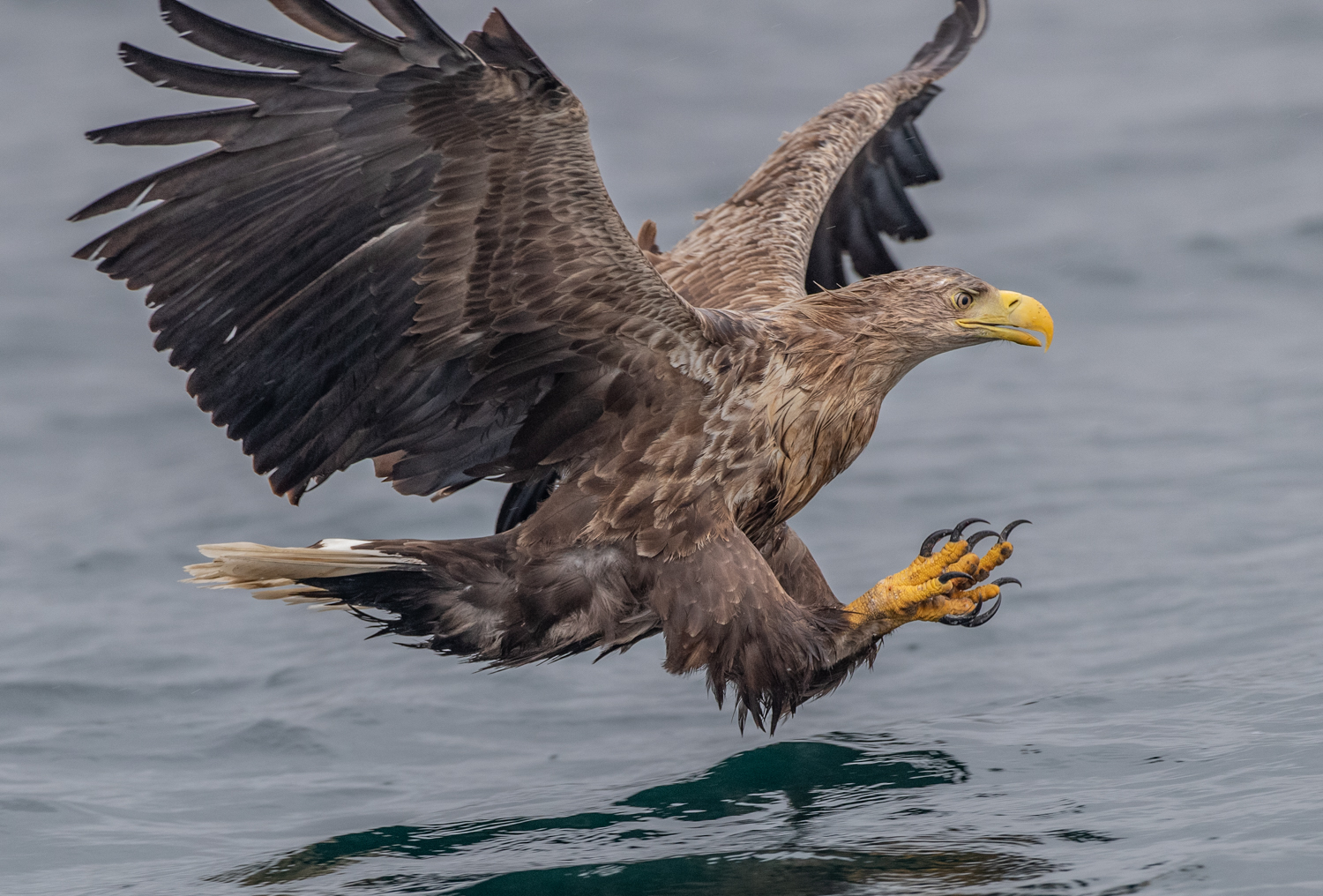 White-tailed eagle fishing, Mull