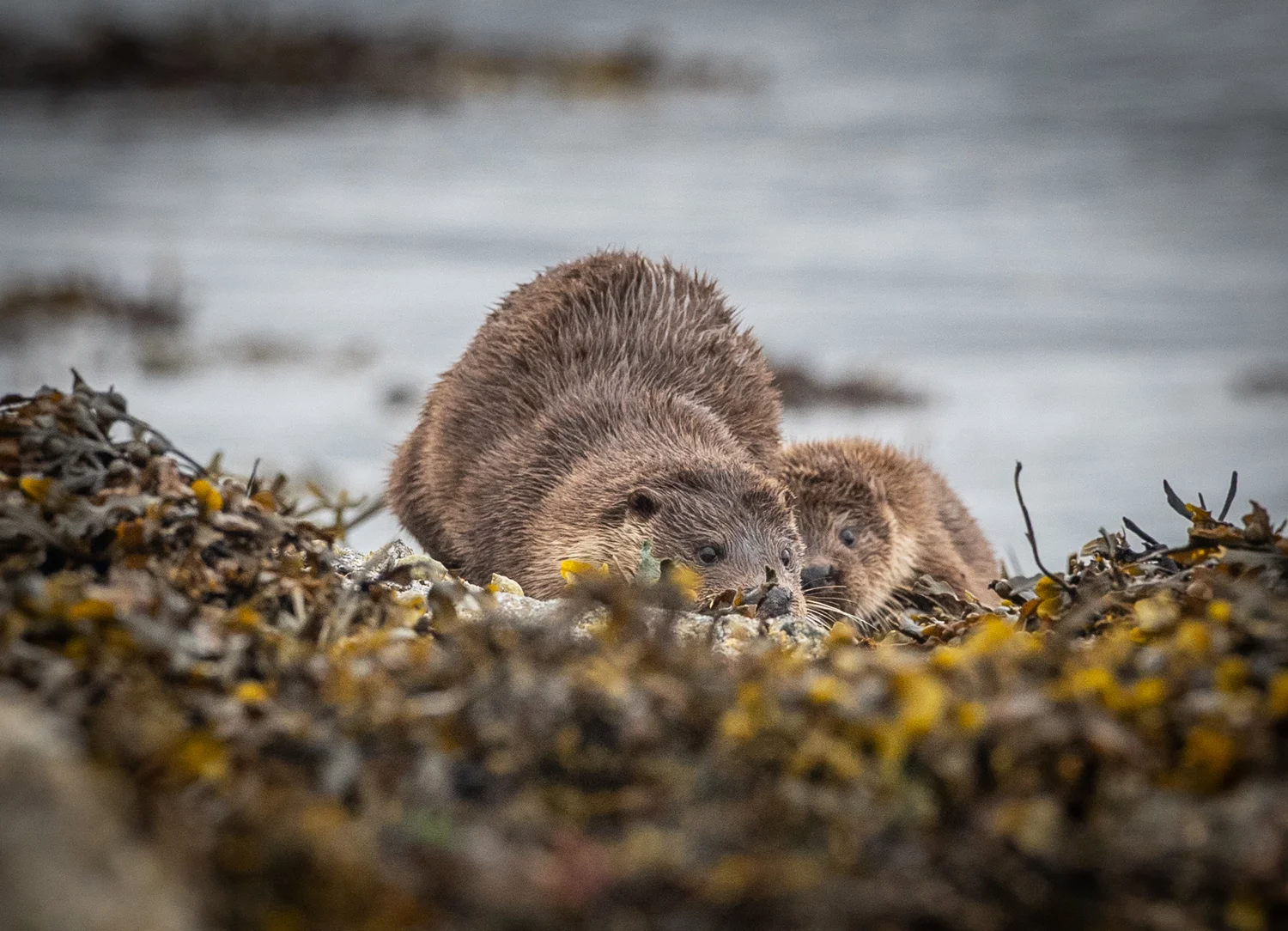 Otter family, Craignure, Mull
