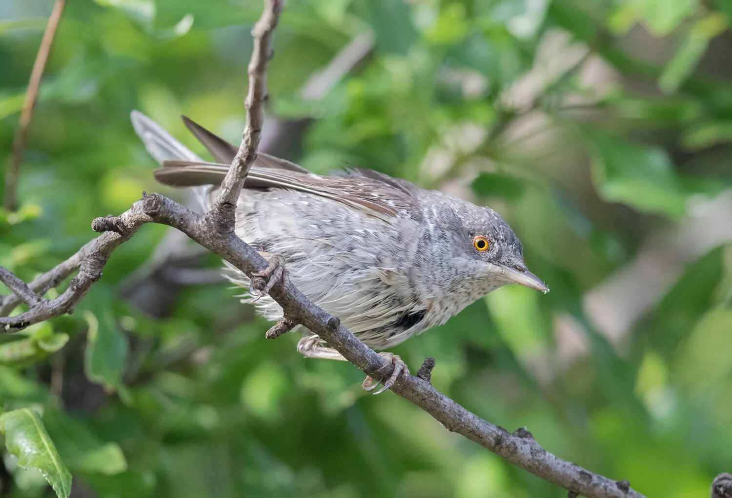 Barred Warbler, Side Ancient Ruins